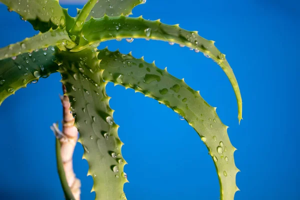 Aloe Vera Plante Avec Des Gouttes Eau Feuilles Aloès Vera — Photo