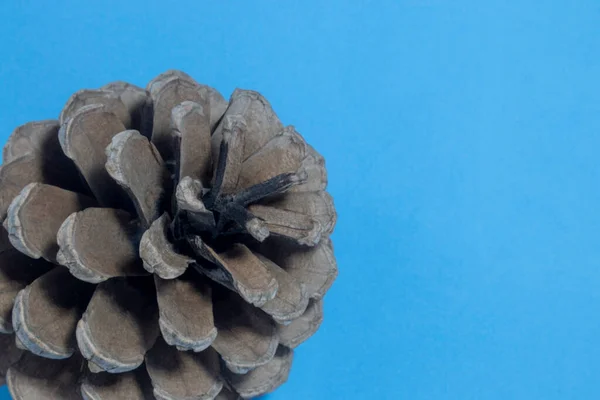 Pine Cone Gros Plan Sur Fond Bleu Vue Dessus Grand — Photo