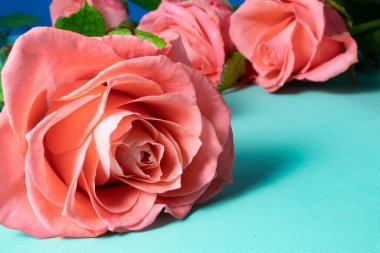 Yazı için boş yeri olan narin bir gül buketi. Coral Roses, Romantik Buket Mavi ve Turkuaz Arkaplan. Çiçekli, doğal, narin bir geçmişi var. Tatil konsepti, Sevgililer Günü, Düğün