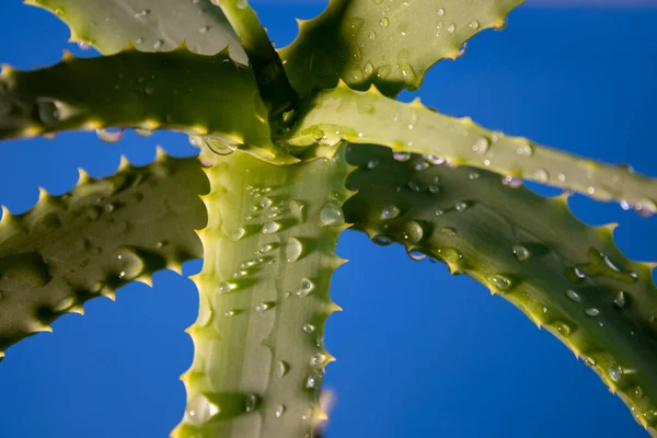 Aloe Vera Planta Com Gotas Água Folhas Frescas Aloe Vera — Fotografia de Stock