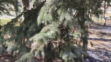 Yeşil Şırıngalı Firavun Şubeleri, şehir trafiğinin arka planında kahverengi koniler, Sürücü Arabalar, İşe Giden İnsanlar. Yakın plan. Doğal arka plan. Doğa ve Doğallık kavramı.