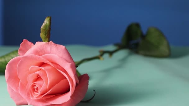 Mulher Deitada Rosas Frescas Superfície Mesa Rosas Pêssego Suas Hastes — Vídeo de Stock