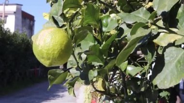 Gün batımında olgunlaşmış sarı limonlu limon ağacının güneşli detaylarını ele alalım. Daldaki limonlar.