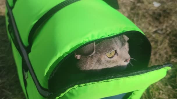 Kissa Ilmahälytyksen Aikana Ukrainassa Kaikki Ihmiset Eläinten Kanssa Lähtevät Kodeistaan — kuvapankkivideo