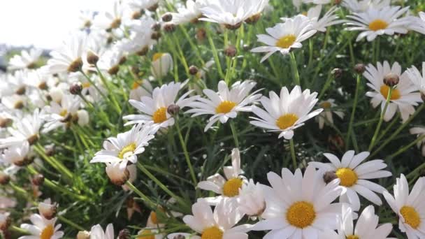 Närbild Fältet Vita Kamomillblommor Mjuka Pastellfärger Vackert Kamomillfält Vid Solnedgången — Stockvideo