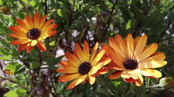 Oranje Bloemen Bloeien Straat Italië Calabrië Zonnige Warme Dag Bloemen — Stockvideo