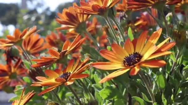 Цветы Космоса Расцветают Улицах Италии Калабрии Солнечный Теплый День Цветы — стоковое видео
