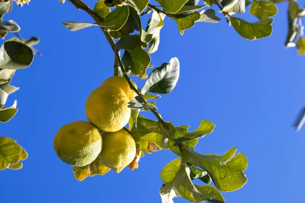 Großaufnahme Einer Zitrone Einem Baum Einem Garten Einem Zitrushain Vor — Stockfoto