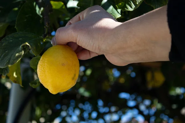 Girl Holding Lemon Female Hands Picking Juicy Tasty Citrus Fruits — Stock Photo, Image