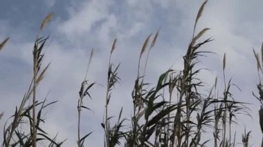 Sazlıklar Rüzgarda Sallanıyor Güneş ışınlarıyla Gökyüzündeki Yüzen Bulutların Arkaplanı 'na karşı. Vahşi Çimen Doğanın Gökyüzünde Rüzgarda Sallanıyor. Çayırdaki sazlıklar sallanıyor.