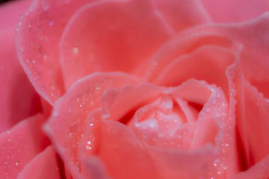 Yakından Odaklanamayan Muhteşem Pembe Gül Yaprakları. Çiy damlasının yaprakları üzerinde. Fotoğraf Yakından, Yukarıdan Çekildi. Mercan Gülü, Macro. Doğal Arkaplan.