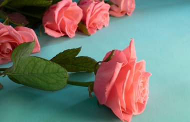 Yazı için boş yeri olan narin bir gül buketi. Coral Roses, Romantik Buket Mavi ve Turkuaz Arkaplan. Çiçekli, doğal, narin bir geçmişi var. Tatil konsepti, Sevgililer Günü, Düğün, Anneler Günü, Doğum Günü.