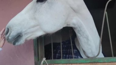 Komik ve Neşeli At bana bakıyor. Kameraya Büyük Burun Pozisyonları Veren Beyaz Güzel At. At Komik Surat Yapıyor.