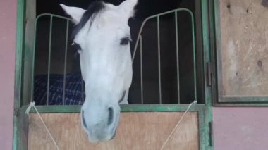 Komik ve Neşeli At bana bakıyor. Kameraya Büyük Burun Pozisyonları Veren Beyaz Güzel At. At Komik Surat Yapıyor.