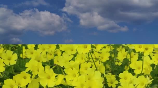 Українські Флаг Украины Желейные Цветы Мирное Голубое Небо Украины Цвета — стоковое видео
