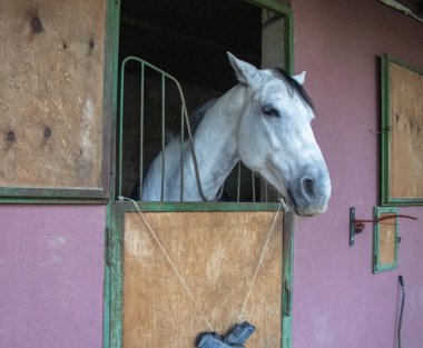Beyaz Genç At Ahırın Yakınındaki Güneşli Gün Öğleden Sonra. Güzel Beyaz At Güzelliğini Yaz Arkaplanında Gösteriyor. Yüksek Kalite Fotoğraf.
