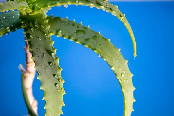 Medicinal Aloe Plant Aloe Bush Long Leaves Plant Fundo Azul — Fotografia de Stock