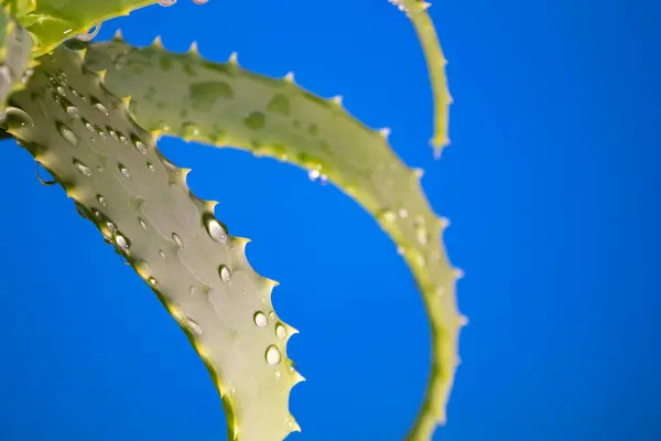 Φυτό Αλόης Βέρα Σταγόνες Νερού Φρέσκα Φύλλα Αλόης Aloe Vera — Φωτογραφία Αρχείου