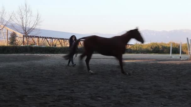 Scalea Italy March 2022 View Horse Running Circle Trainer Holding — Stock Video