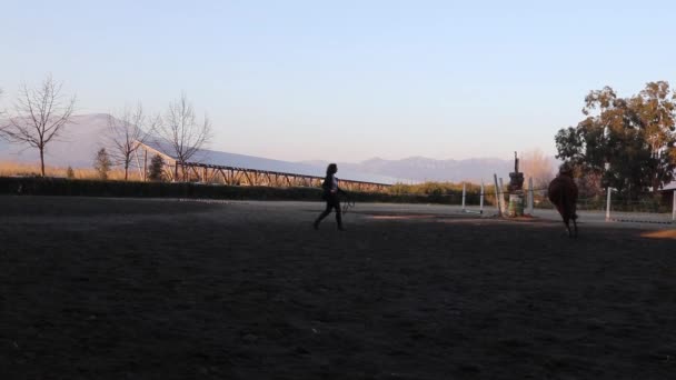 Scalea Ιταλία Μαρτίου 2022 Άποψη Ενός Αλόγου Που Τρέχει Κύκλο — Αρχείο Βίντεο