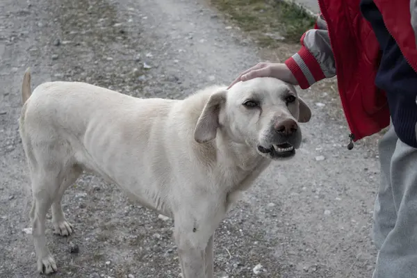 Παιδικό Χέρι Στο Κεφάλι Ενός Αδέσποτου Σκύλου Στο Καταφύγιο Άστεγο — Φωτογραφία Αρχείου