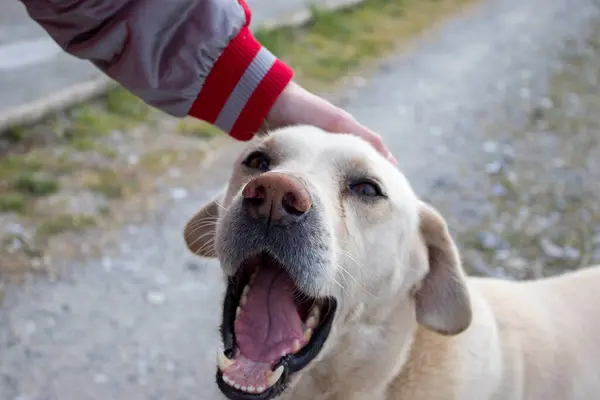 Kinderhand Auf Dem Kopf Eines Streunenden Hundes Tierheim Obdachloser Verlassener — Stockfoto