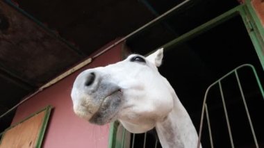 Ahırdaki Oyuncu At Davranışı. Beyaz Güzel At İtalya 'da, Baharda Çiftlikte Ahırda. Hayvan eğitilmeyi bekliyor..