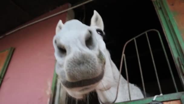 Speels Paardengedrag Stal White Beautiful Horse Stal Ranch Het Voorjaar — Stockvideo