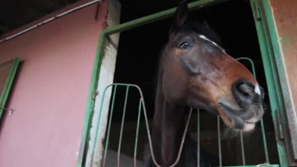 馬の安定した遊び心 イタリアの春の牧場で安定した茶色の美しい馬 動物の訓練を待っている — ストック動画