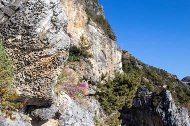 Güneş ışığı ve Mavi Gök altında Tsyet 'lerle kaplı çiçekler ve kayalar. Flowers ve Grass on the Rocks 'la manzara. Calabria, İtalya Doğası.