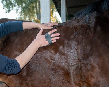 Damat 'ın Eli' nin At Bakımı Çekimi. Aygırlar için Günlük Bakım, Parlak Yün Fırçalama. İtalya 'nın güneyindeki parkta muhteşem bir at..