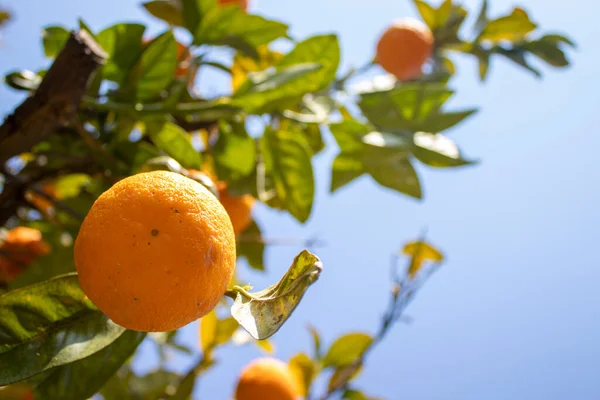 Orange Citrus Plantation Italy New Harvest Sweet Juicy Oranges Agriculture — стоковое фото