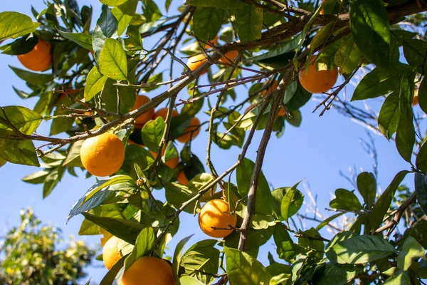 Orange Citrus Plantation Italy New Harvest Sweet Juicy Oranges Agriculture — Stock Photo, Image