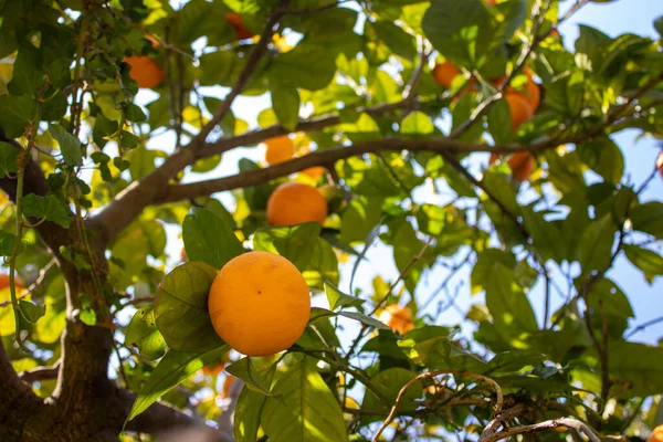 Orange Citrus Plantation Italy New Harvest Sweet Juicy Oranges Agriculture — Stockfoto