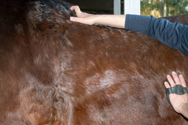 Damat 'ın Eli' nin At Bakımı Çekimi. Aygırlar için Günlük Bakım, Parlak Yün Fırçalama. İtalya 'nın güneyindeki parkta muhteşem bir at..