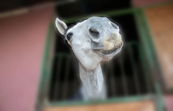 Closeup Artistic Portrait White Horse Cheerful Horse Poses Front Camera — ストック写真