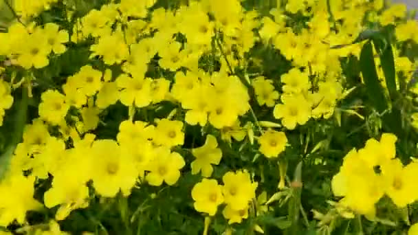 Yellow Bright Flowers Wind Flowers Green Grass Juicy Yellow Green — Stockvideo