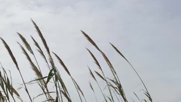 Une Fleur Herbe Argentée Oscille Dans Vent Roseaux Ciel Est — Video