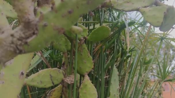 Groene Cactus Tegen Muur Van Een Huis Bungalow Tuin Stijl — Stockvideo