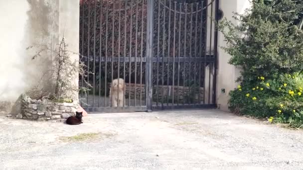 Blanco Lindo Perro Mira Través Jaula Patio Perro Cuida Casa — Vídeo de stock
