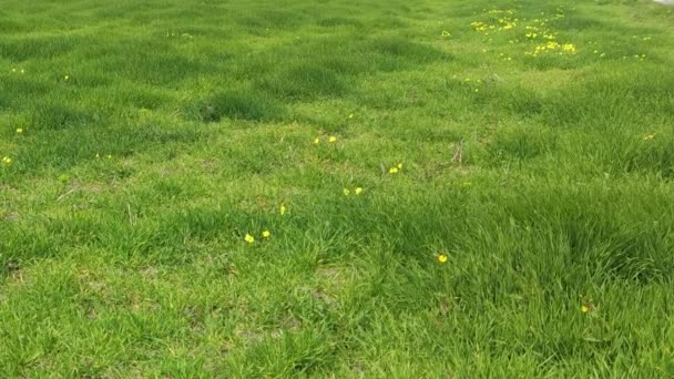 Grass Wind Green Grass Camera Moving Juicy Green Grass Swaying — Stok video
