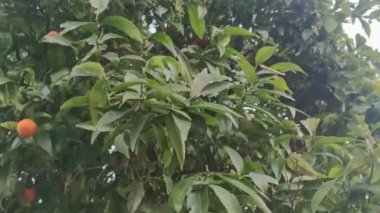 Mandarin Ağacı 'ndaki meyveler. Citrus sinensis (tatlı turuncu grup), Kırmızı Portakallar ve Göbek Portakalları dahil olmak üzere Widely Cultivated Sweet Orange içerir. Meyve ve Hasat Mevsimi.