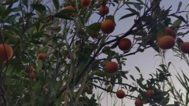 Mandarin Ağacı 'ndaki meyveler. Citrus sinensis (tatlı turuncu grup), Kırmızı Portakallar ve Göbek Portakalları dahil olmak üzere Widely Cultivated Sweet Orange içerir. Meyve ve Hasat Mevsimi.