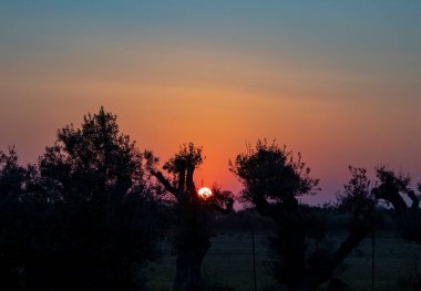 Travel Banner - Güney İtalya 'daki Tropikal Ağaçların Arkasında Günbatımı. Calabria 'da güzel bir gün batımı. Doğal Arkaplan.