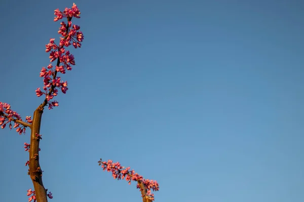 Branches Pink Purple Delicate Spring Flowers Fruit Tree Flowering Tree — Stockfoto