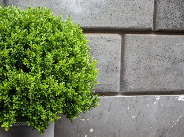 Taş Duvarın yanındaki yeşil çalı. Green Bushes 'in arka planı. Roma Sokağı 'ndaki Yeşil Dekoratif Saksı' na tırmanıyorum Gri Taş Duvarı 'nın yanındaki.