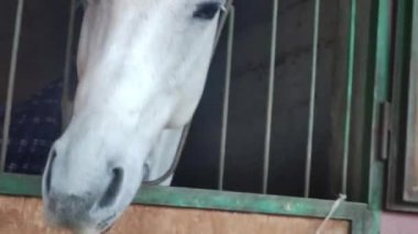 Ahırdaki At Davranışı. İtalya 'nın Calabria şehrinde yaz mevsiminde bir çiftlikteki Ahırdaki Beyaz Güzel At. Hayvan eğitmeni bekliyor..