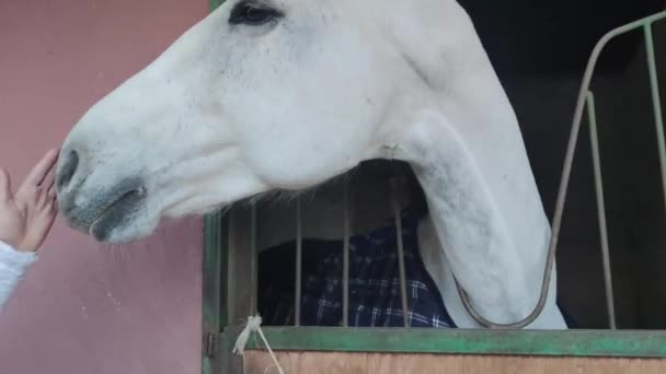 Playful Horse Behavior Stable White Beautiful Horse Stable Ranch Summer — Vídeos de Stock