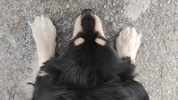 Anjing Itu Tergeletak Jalan Anjing Yang Baik Teman Sejati Sedang — Stok Video