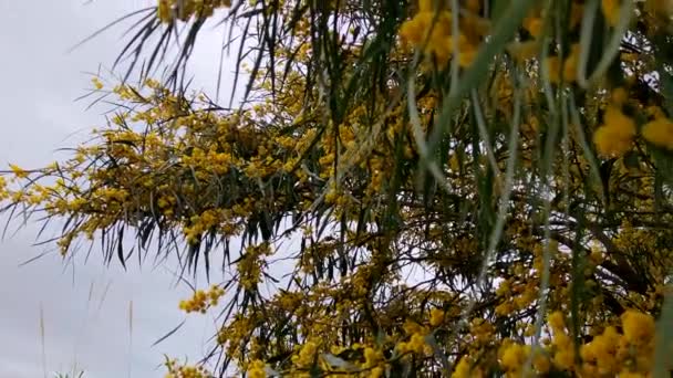 Acacia Dealbata, známá jako Silver Acacia nebo Mimosa, Kalábrie, Itálie. Jarní Mimosa květiny rozmazat pozadí. Mimosa na pozadí Blue Sunny Sky. Koncept jarní sezóny. Symbol 8. března.